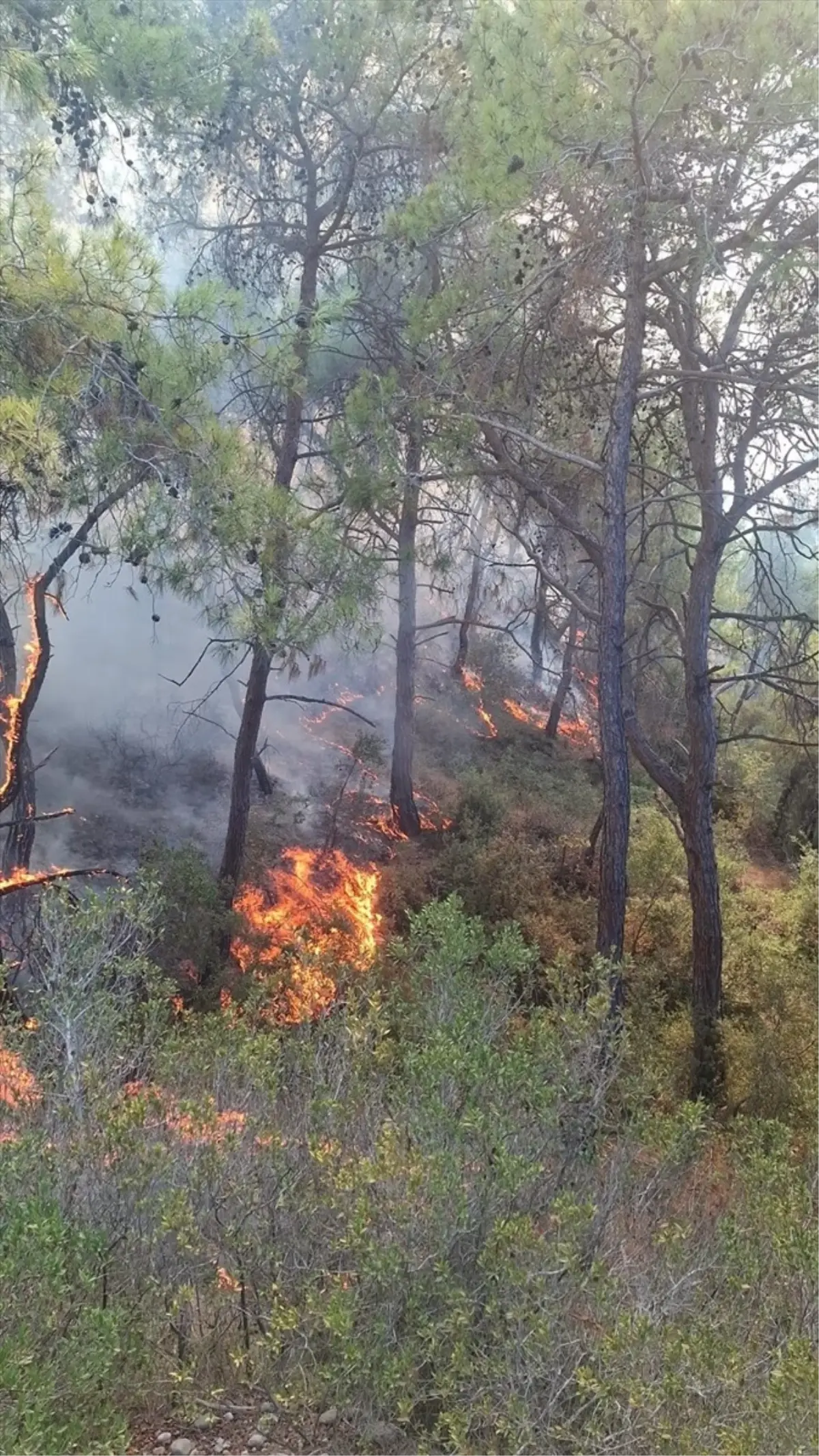 adanada orman yanginina mudahale l1qX54a6