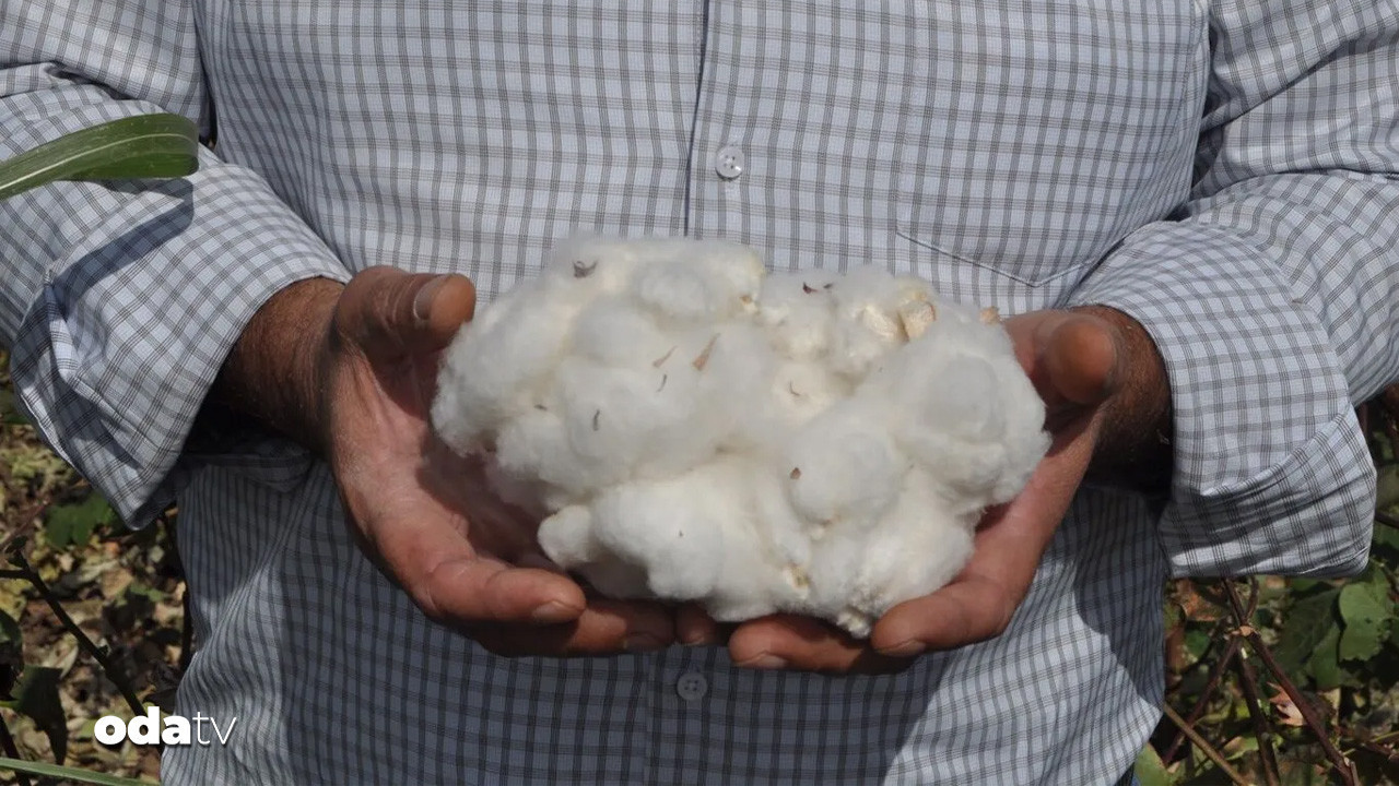 amik ciftcisi dertli pamuk fiyatlari can yakti w7Wi1Unr