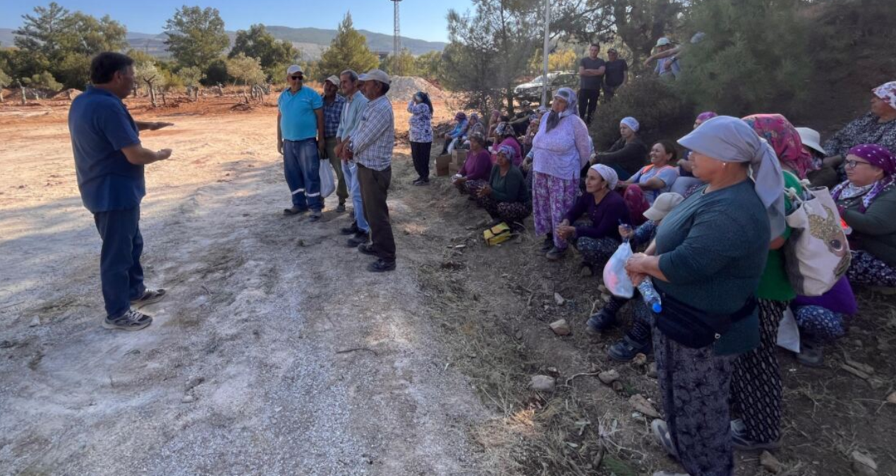 komurcu sirket zeytin dikim alanina tur duzenlemeye basladi 151 zeytin soktuk 151 tane daha sokecegiz 7Bark2TD