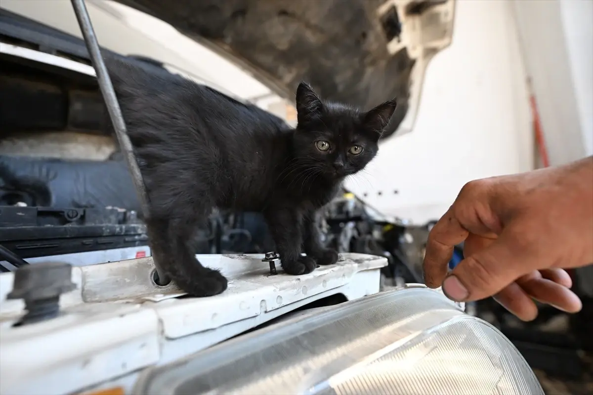 tamirhanede bir kedi yavrusunun yeni yuvasi UxXBt6ux