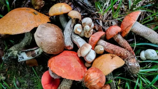 uzmanindan dogadan toplanan bazi mantarlarin olumcul zehirlenmeye yol acabilecegi uyarisi KrmD4B52