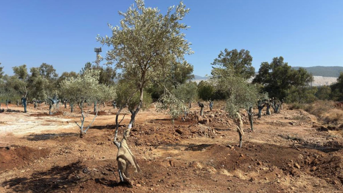 zeytin agaclari yok olmasin diye bilimsel yontemlerle yeni yerlerine tasindi nJc8Tsn3