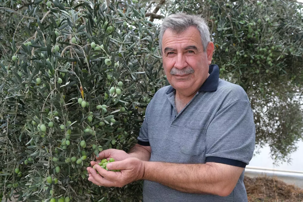 alanyada zeytin hasadi basladi rekolte yuzde 40 d dustu SpQtChWg.jpg