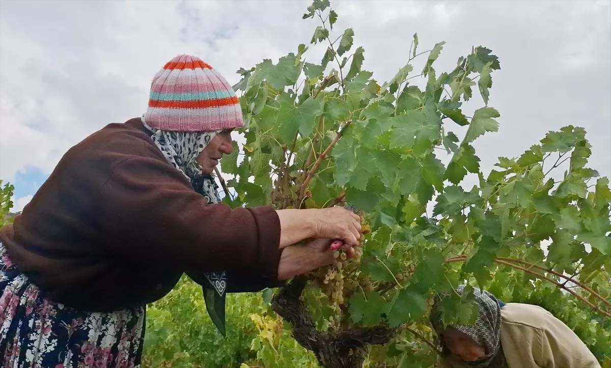 beypazarinda bag bozumu ve pekmez yapimina baslandi smiSC7ZL