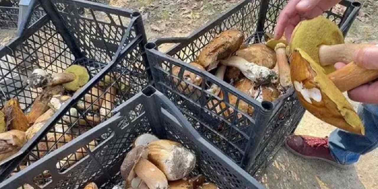 toplamaya giden eli bos donuyor kilosu 500 tlye cikti DysDTG4v.jpg