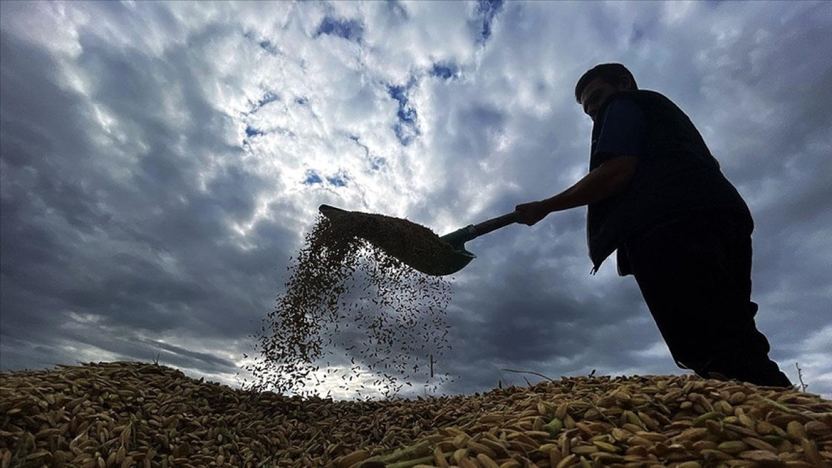 zirai don desteginde ureticilere 17 milyar lira daha odenecek x7l3Chiz.jpg